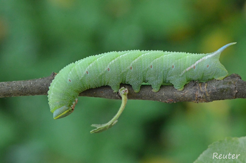 Abendpfauenauge (Smerinthus ocellata)